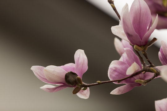 Fototapeta magnolia blooming  on tree