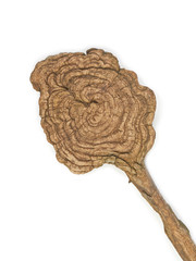 Abstract wooden spoon on a white background