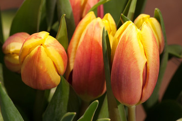 Tulips