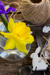 easter daffodil