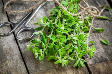 bunch of raw green herb marjoram with scissors on a wooden table - obrazy, fototapety, plakaty
