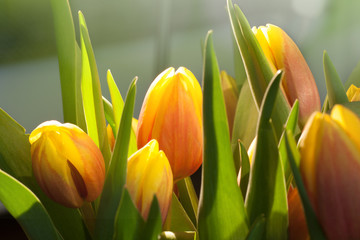 Tulips