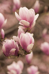 magnolia blooming  on tree