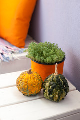 House plants on the balcony