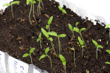 seedling on the white background