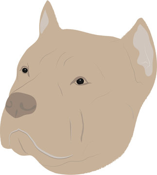 Illustration of  Pit Bull Dog