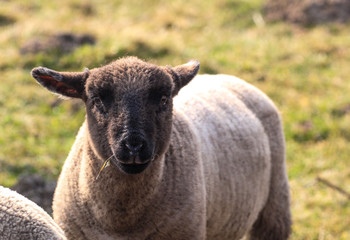 Fototapeta premium Osterlamm