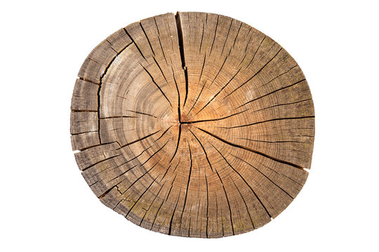 Holzstamm