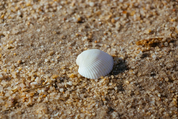 Close-up seashell