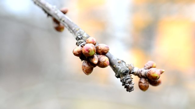 Cerasus avium. Flower buds on cherry tree branch (macro)