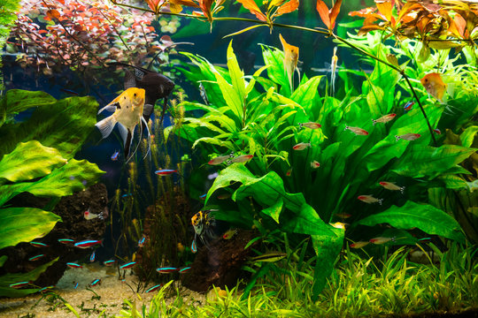 Aquarium full of plants and fishes