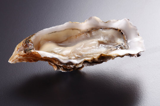 oyster