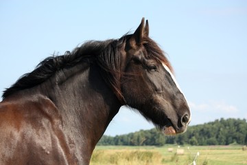 Obraz premium Portrait of beautiful shire horse on sky background