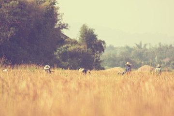 Obraz na płótnie Canvas Thai farmer harvesting rice - vintage effect style pictures
