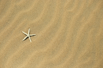 Fototapeta na wymiar one starfish in the sand
