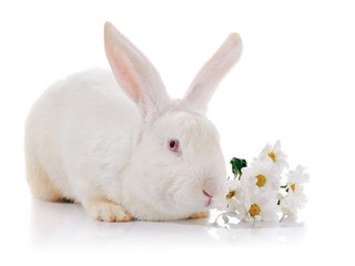 White rabbit with red eyes with flowers.