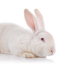 Portrait of a white timid rabbit with red eyes.
