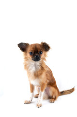 Little dog Chihuahua