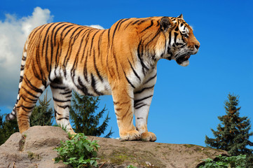 Tiger 4