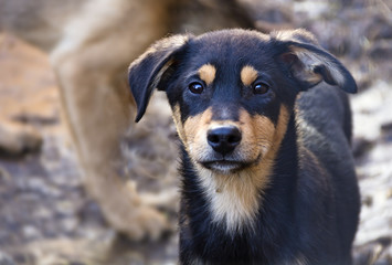 Puppy in a shelter for homeless dogs.