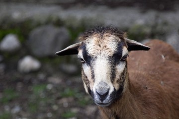 wild goat