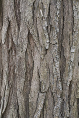 Old tree bark