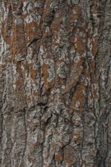 Oak tree bark