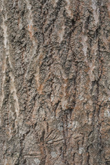 Oak tree bark