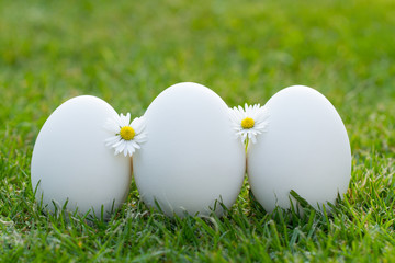 eggs and white flower in the fresh spring grass