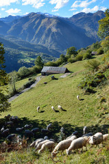 Fototapeta na wymiar Flock of sheep in the autumn Pyrenees