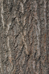 Oak tree bark