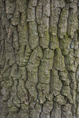 Oak tree bark