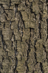 Alder tree bark