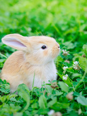Fototapeta premium Little rabbit on green grass