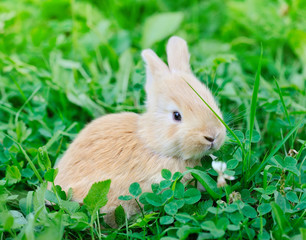 Little rabbit on green grass