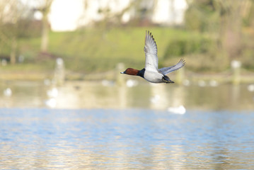 Common Pochard, Pochard, Aythya ferina