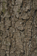 Alder tree bark