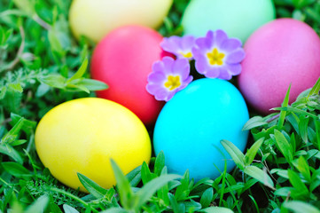 Fototapeta na wymiar Colored easter eggs with flowers primrose on green grass
