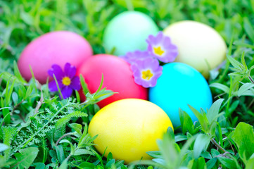 Colored easter eggs with flowers primrose on green grass
