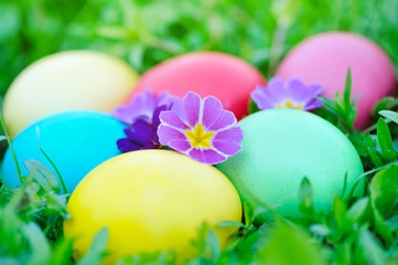 Obraz na płótnie Canvas Colored easter eggs with flowers primrose on green grass