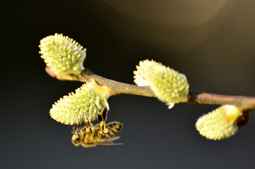 Weidenblüte mit Biene
