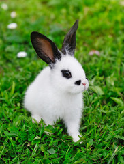 Baby white rabbit on grass