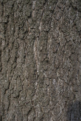 Alder tree bark