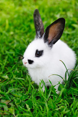 Baby white rabbit on grass