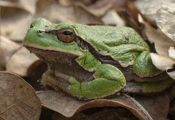 Green spring frog