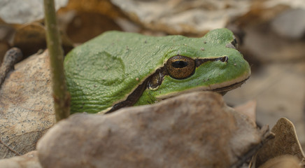 Green spring frog