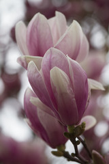 Fototapeta na wymiar magnolia blooming on tree