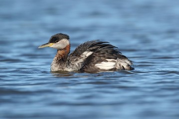 Red-necked Grebe (Podiceps grisegena)