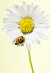 daisy with ladybug