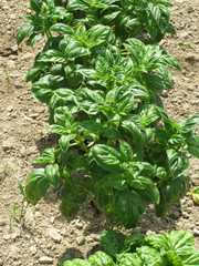 Array of basil plants
